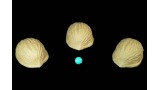 Coquilles De Noix Coquilles De Noix