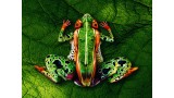 Use Your Illusions by Bazz Use Your Illusions by Bazz